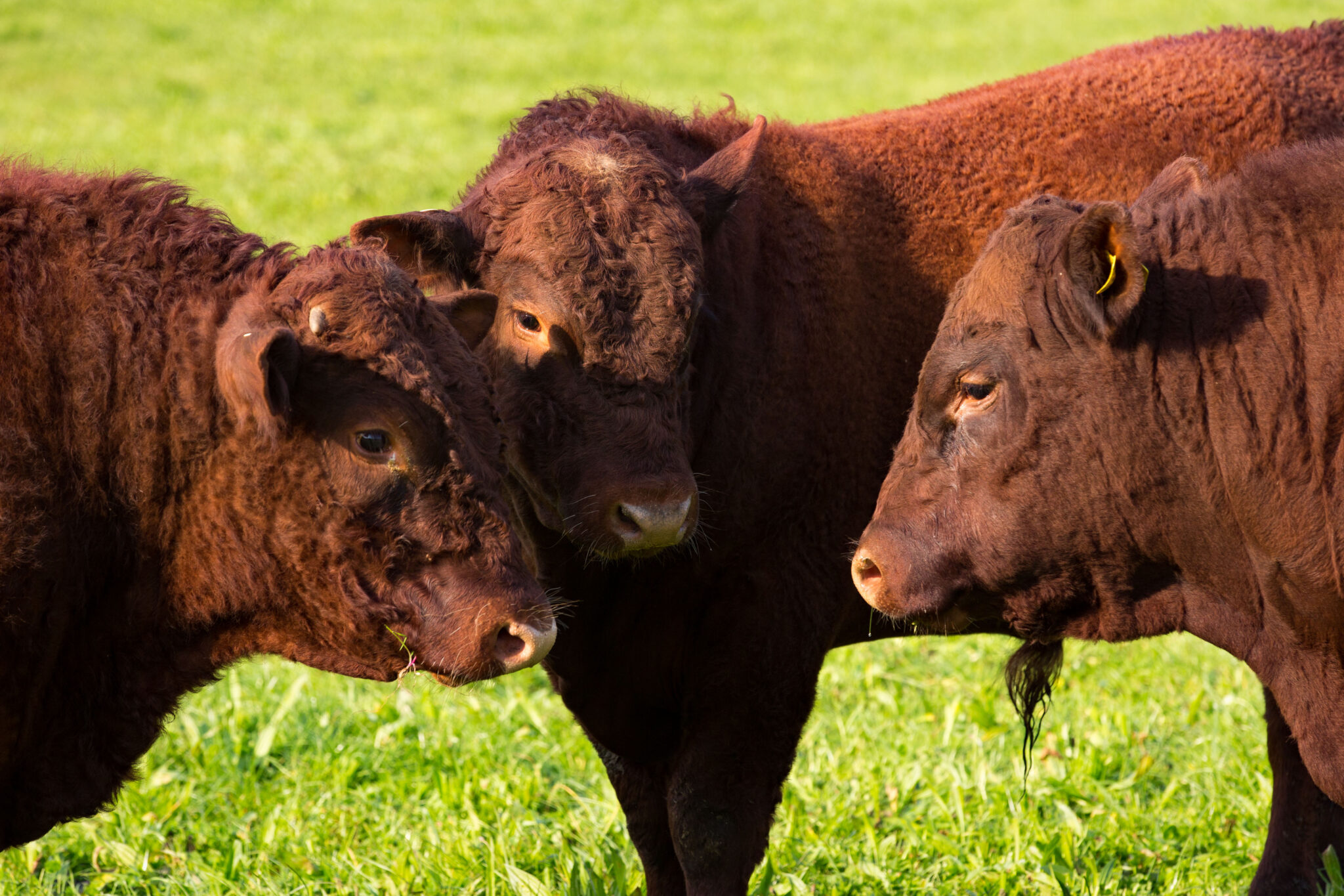 Breed Features – Red Devon Cattle Breeders Association