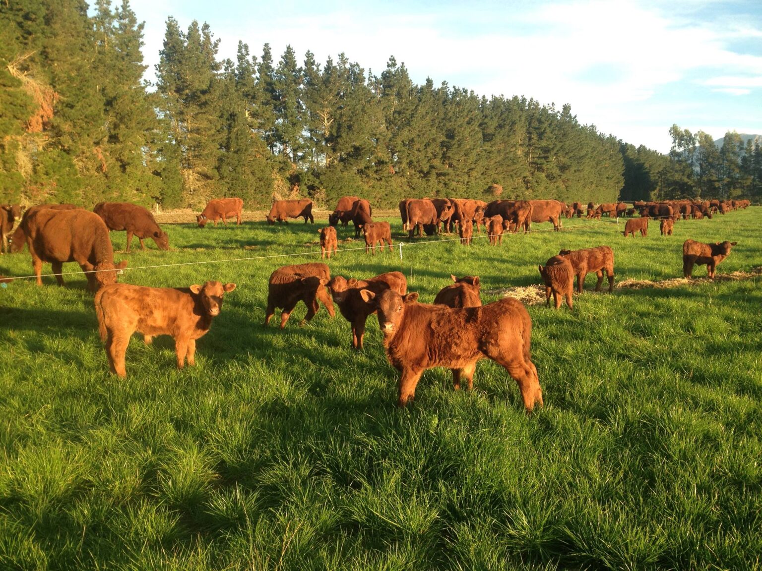 Breed Features – Red Devon Cattle Breeders Association