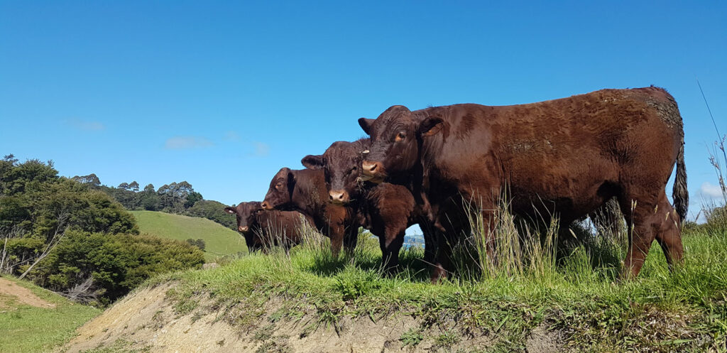 Four young bulls on a grass mound