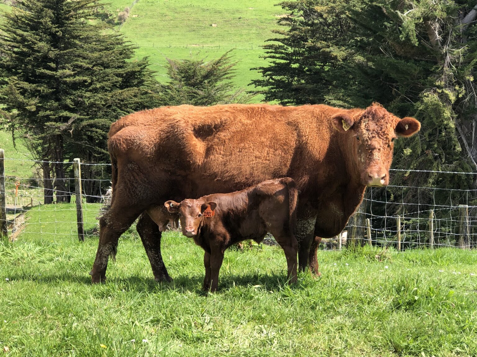 Introduction Red Devon Cattle Breeders Association