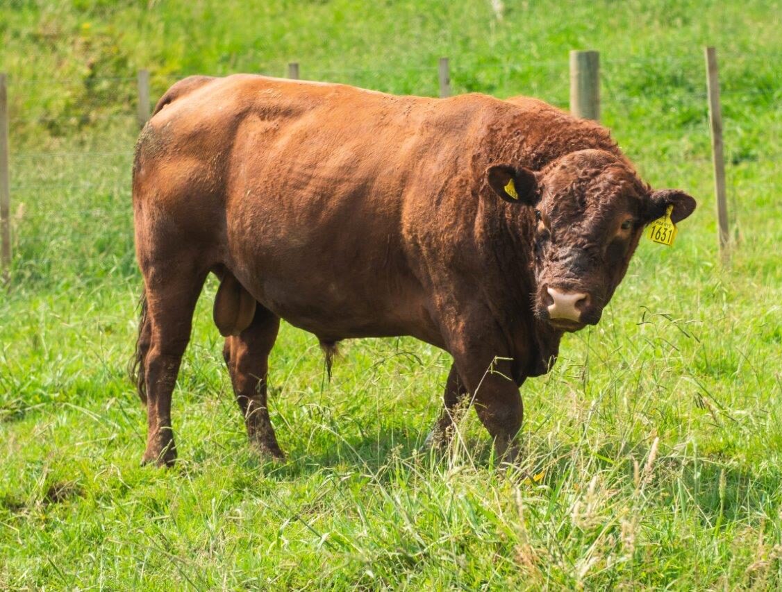 Breed Features – Red Devon Cattle Breeders Association