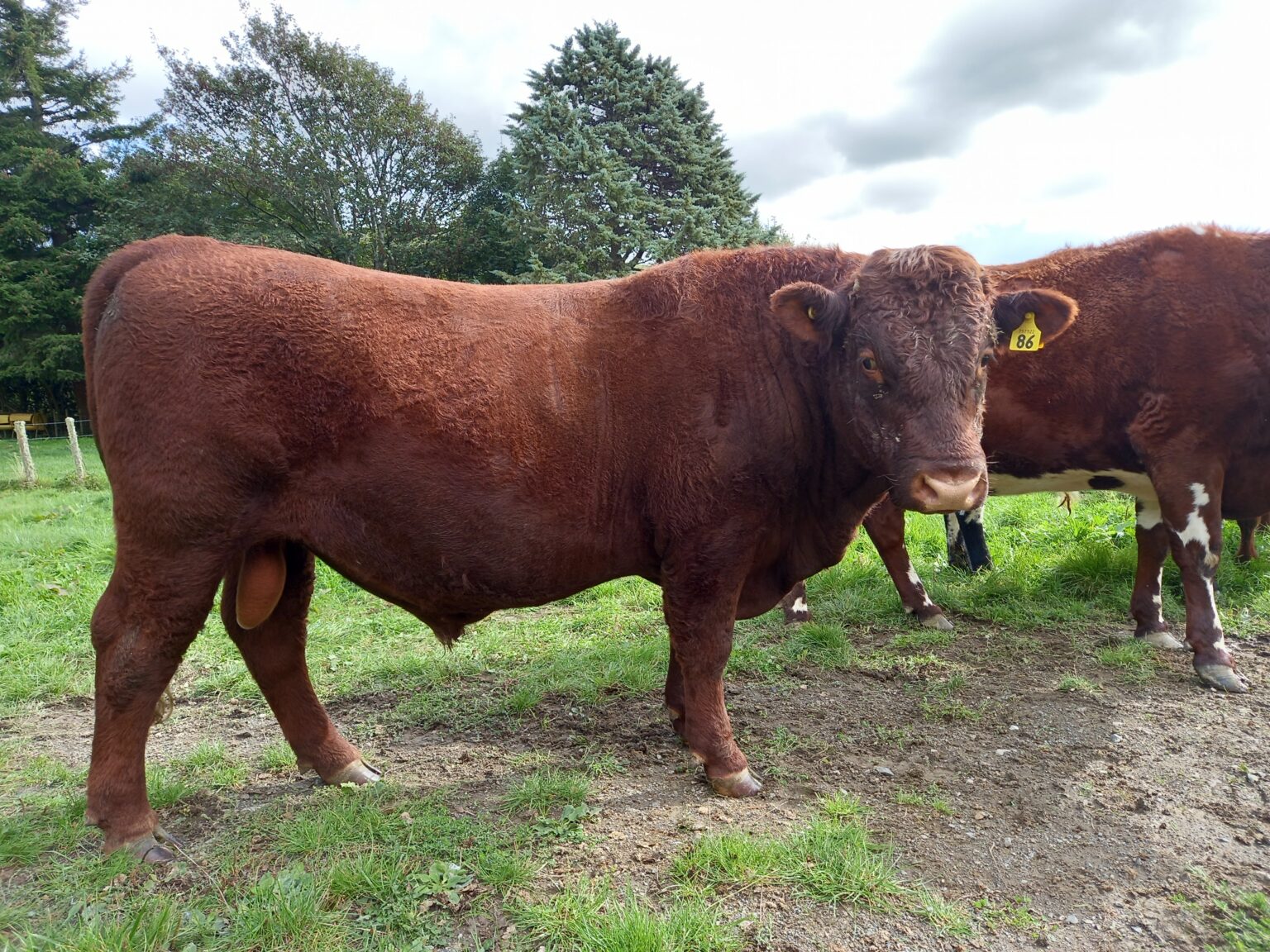 Rising 2 Year Old Bulls – Red Devon Cattle Breeders Association