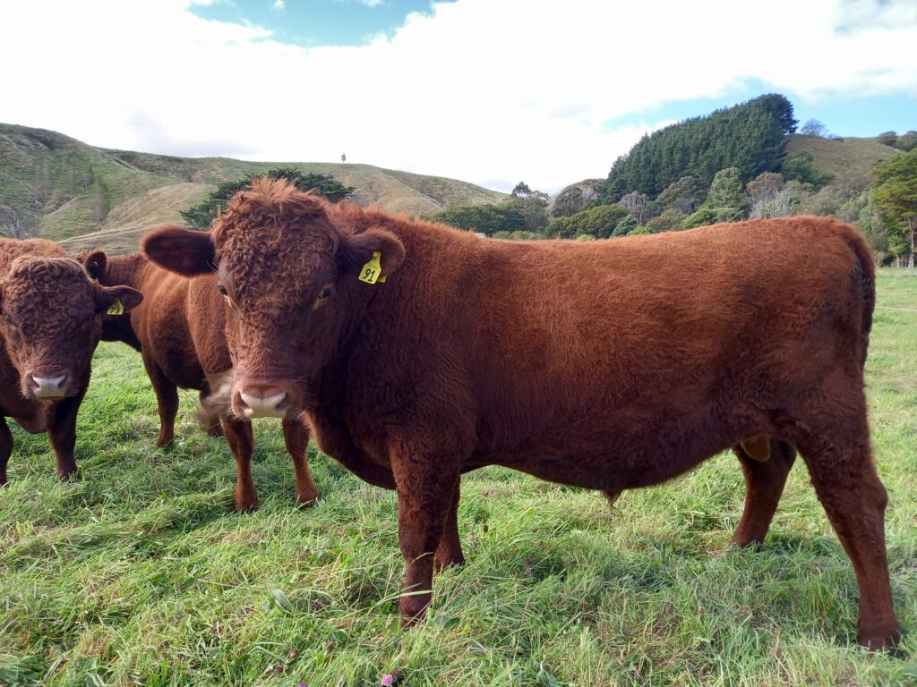 Rising 2 Year Old Bulls Red Devon Cattle Breeders Association 6764