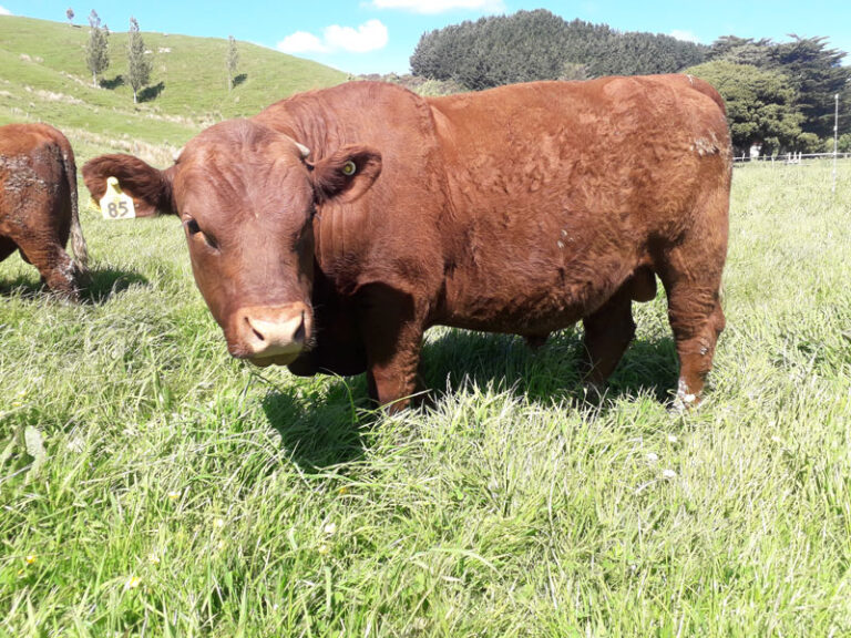 Gallery Red Devon Cattle Breeders Association